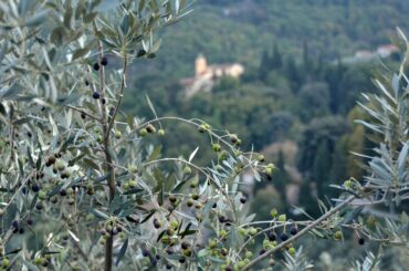 Tuscan Olives, Italy Episode 84
