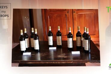 ITALY-NEIVE  (PIEMONTE)  WINE CELLAR