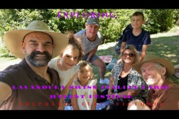 LAVANDULA SWISS ITALIAN FARM - Harvest Festival - Shepherds Flat - Victoria 2020