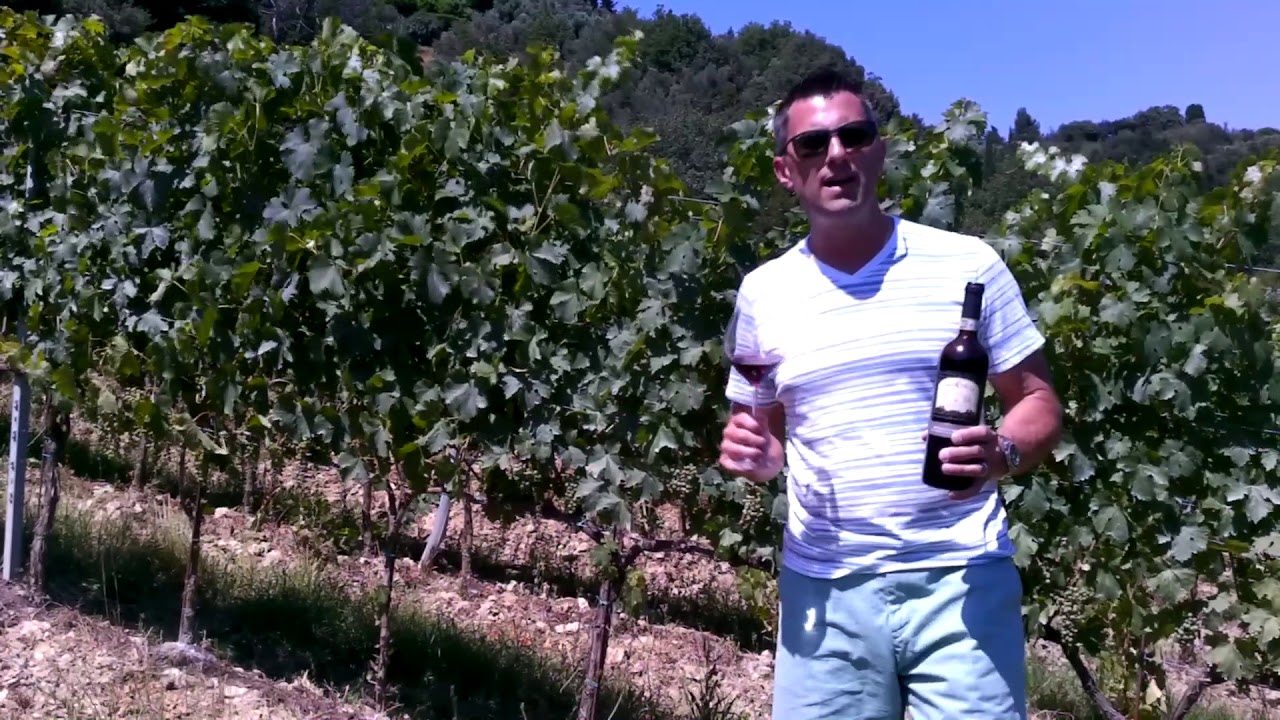 Sangiovese in Palaia, Tuscany, Italy – Know Wine In No Time Sangiovese in Palaia, Tuscany, Italy - Know Wine In No Time