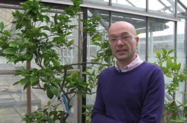 Research to make it easier to grow blood oranges