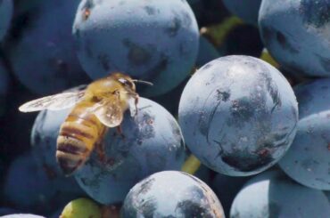 Caiarossa - The Colors of Nature!