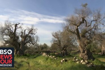 Disease threatens Italy's once booming olive oil industry