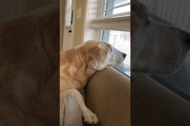 Reading Texas Toast Zesty Italian Crouton Ingredients to an Old Dog