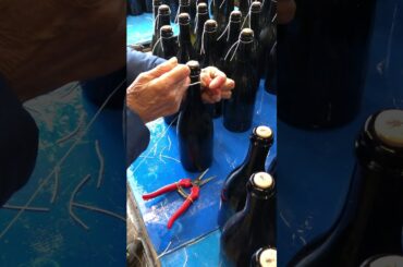 Hand-tying Prosecco in Italy