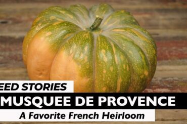 SEED STORIES | Musquee de Provence: A Favorite French Heirloom