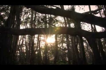 Big Banyan Tree -  Lore - The Roots of Big Banyan Wines History