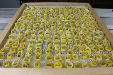 Homemade Tortellini (Seitan)