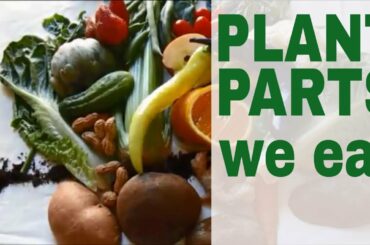 What Parts Of the Plants Do We Eat? A Lesson In Botany. #edible_parts_of_plants