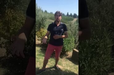 Panzano, Tuscany, Vallone di Cecione winery