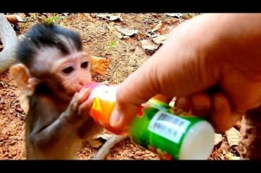 Giving Milk to Alba for lunch, Alba like drinking milk, Alba drinks Milk so good