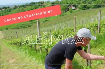 Cracking Croatian Wine in Plešivica