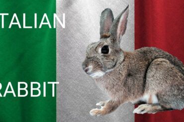 How to cook rabbit italian style.