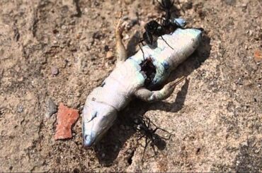 Giant Italian ants eating dead lizard