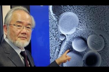 'Self-Eating Cell' Research Wins Nobel in Medicine