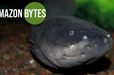 Man Eating Electric Eel
