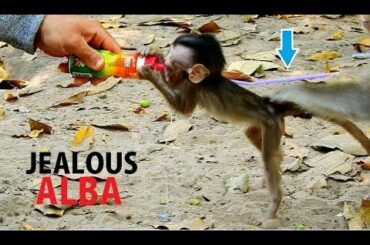 DON'T PULL ... SAD LUNCH ALBA !! Anna wrongAct jealous Alba get milk| Alba cry temper angry Anna