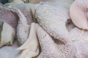 The Tripe, Cow Stomach Cooked. Italian Street Food