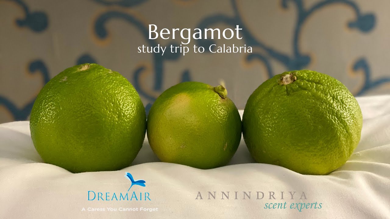 Bergamot harvest and oil production Capua 1880 Calabria Italy Bergamot harvest and oil production Capua 1880 Calabria Italy