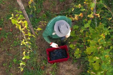 Villa Edera & La Torretta's Wine Experience