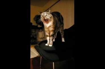 #Cat #Yawn #Chillaxin on #3K #Designer #Chair #Modern #Luxury #Furniture From #Italy