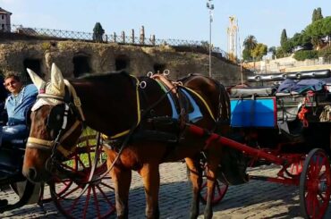 Horse Eating out of a Bag Next to The Colosseum in Rome (Roma, Italy)