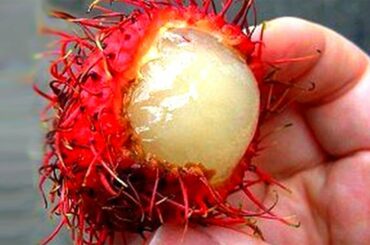 10 Exotic Foods That Can Actually Kill You