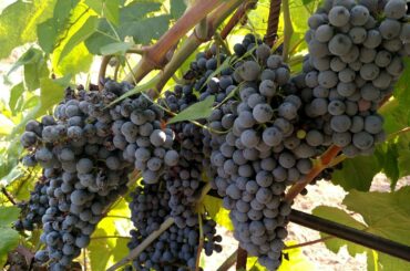 Sicilian Wines: You, Me & Sicily! Episode 27