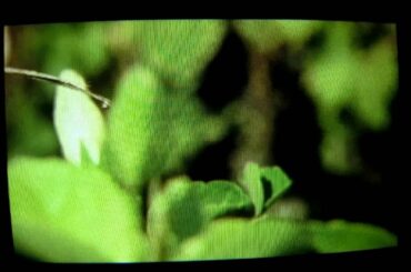 Cake Boss Part 1-Cassata, Cheesecakes & Crates of Wine