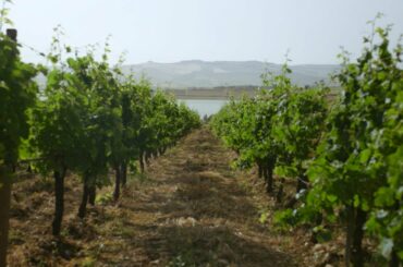 Wine tasting experiences in Sicily