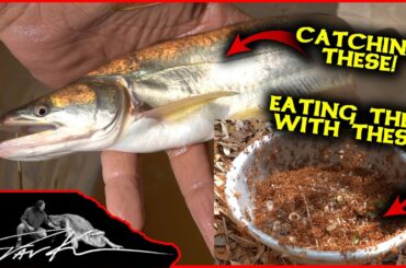 Catching weird TROPICAL FISH and eating them with ANTS! - Dāv Kaufman Vlogs