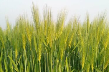 Fir se me apne jau me Pani Dene ke liye Gaya | wine blogs