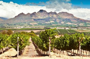 Private Wine Tasting Tour from Cape Town, South Africa