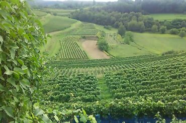 Wine traveller  [ HIRO ] ≪世界を巡るソムリエMonsieur　ISOBE≫