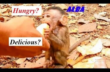 HUNGRY? EAT! The best food's sweet banana for Alba, it look like delicious & happy while it's eating