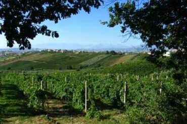 Italian wine | Wikipedia audio article