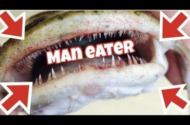 UNBOXING *ASIAN* FISH SHIPMENT MAN-EATING CATFISH