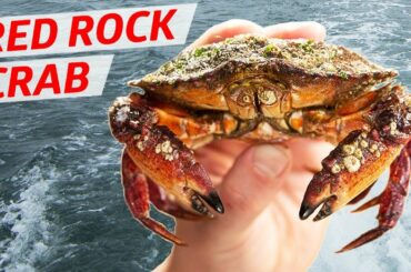 Cooking the Gem of the Pacific Northwest: Red Rock Crab — Deep Dive