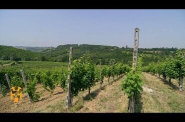Wine Tasting | Italy Discoveries | World Nomads