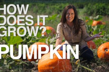PUMPKIN | How Does it Grow?
