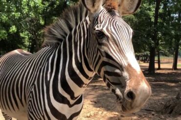 Lazy 5 Ranch Zoo and italian dinner date | NC VLOG | 10 June 2018 - Kathleen's Basics