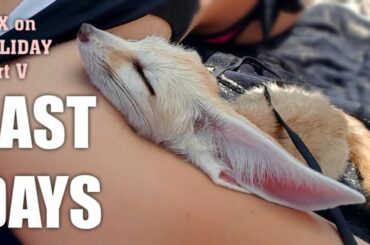 Cute Fox Happy on his Italian Holiday