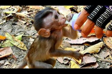 Baby Alba get milk from Cameraman for lunch, Alba thank to Cameraman for daily sharing milk to her