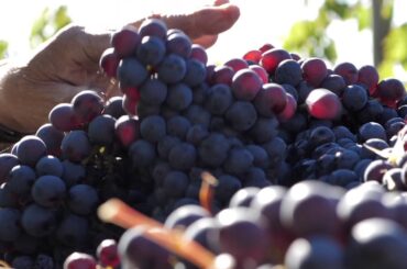 Lungarotti Winery Torgiano Montefalco 2020