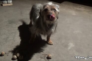 Are Great Value Italian Meat Balls Actually Dog Food? Woof Woof