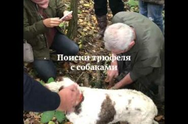 Трюфельные поиски в Италии/ Truffles hunting in Italy