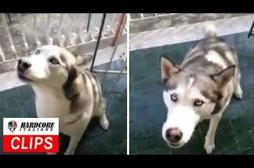 Dog Says Swear Words in Italian - Funny Video!