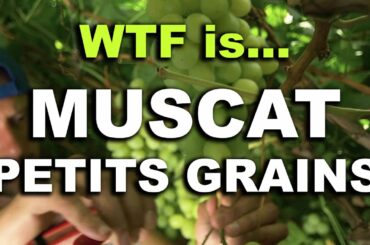 What the Fruit is... Muscat à Petits Grains? The Grape behind Moscato d'Asti & Rutherglen Wine