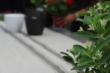 Italian table decor طاولة عشاء إيطالية part 1