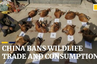 China orders complete ban on trade in wildlife for food to combat coronavirus epidemic